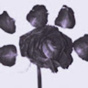 Meet your Posher, Pedro miguel